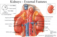 Ant. to Post.
1. Renal v.
2. renal a.
3. renal pelvis
