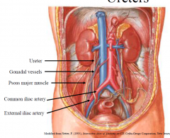 Ureters 25 cm long, expansible tubes of smooth muscle; 3-5 mm wide; extend from renal pelvis to bladder; upper ½ in abdominal cavity, lower ½ in pelvic cavity; midpoint crosses pelvic brim anterior to bifurcation of common iliac artery; passes o...