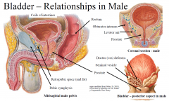 Anterior - retropubic space and pubic bone/pubic symphysis 
Superior - coils of intestines 
Inferolateral - levator ani (is a part of pelvic diaphragm) & obturator internus 
Inferior - prostate
Posterior - rectum, ductus deferens, seminal vesi...