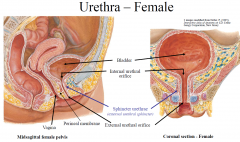 -Female urethra commences at internal urethral orifice at neck of bladder, 
-Ends at external urethral orifice (in the vestibule of vagina between vaginal opening and clitoris). 
-Approximately 4 cm long, passes anteriorly and inferiorly (import...