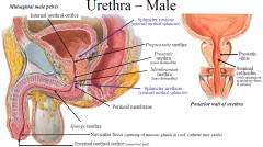 - Male urethra commences at internal urethral orifice at neck of bladder, ends at external urethral orifice
- 4 parts: preprostatic (through bladder neck; surrounded by sphincter vesicae); prostatic (~3 cm); membranous (~ 1cm; though sphincter ur...