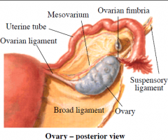 - to back of broad ligament by the mesovarium
- to uterus by ligament of the ovary
- to uterine tube by one or more fimbriae