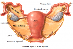 Broad ligament is a double layer of peritoneum lateral to uterus. Extends to pelvic wall, pelvic floor and uterine tube
Parts: mesosalpinx, mesovarium, mesometrium and suspensory ligament
Between layers of the broad ligament on each side are the...