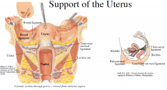 Passive support of the uterus via pubocervical ligament (attaches cervix to pubis), uterosacral ligament (attaches
posterior cervix to sacrum), and transverse cervical ligament (attaches cervix to lateral pelvic wall and sacrum)

Active support...