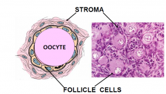 flattened epithiel cells begining of a primodial follicle (Differentiate and become secretory as they mature)

1. Oocyte
30um diameter
large nucleus
Balbiani Bodies = organelles
2. Follicle cells; simple, squamous epithelium
basal lamina