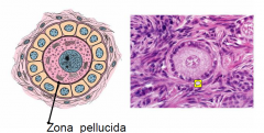 Z.P; secreted by the oocyte and like a shell
- need to sperm to be able to pentrate the zona pellucida (allowing only one sperm to eneter - acrosomal reaction)

Follicle cells: cuboidal follicel cells
- from the squamous before