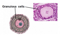 3-layers (follicle cells now called granulosa cells)- now have a secretory function

no blood supply enters here; 
there is a BM that the macromolecules have to cross but since there isnt any tight junction around here then the nutrients diffus...