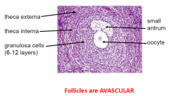 follicle cells = granulosa cells
* Stroma
1. theca interna
cuboidal secretory cells
vascular
produce Oestrogen precursor

2. theca externa
connective tissue
smooth muscle cells
collagen
