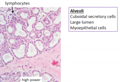 myoepithelial cells contract