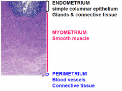 ENDOMETRIUM simple columnar epithelium Glands & connective tissue
MYOMETRIUM Smooth muscle (INC. in pregnancy, hypertrophy and hyperplasia to deliver the baby)
- lots of muscle in different directions for contraction
PERIMETRIUM Blood vessels C...