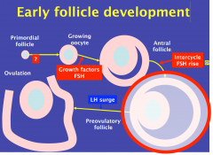 1. May have excess primordial follicles in PCOS
2. INTERCYCLE FSH RISE: cruical for one egg to be selected
- transiently rised only long enough for one follicle to mature (IVF: high FSH, thus can stimulate 10-12 follicles to stimulate)
- Women ...