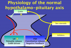 LH mainly driven from above

FSH mainly driven from below

GnRH pulsatility is required for effective pituitary function
- they speed up in the first half of the cycle

- then slows down for PG phase of cycle