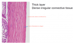 Thick layer
Dense irregular connective tissue