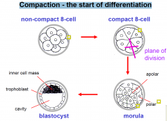 COMPACT: formation of tight junction proteins
