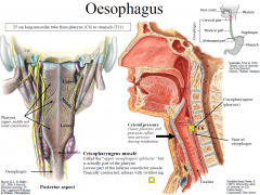 Called the “upper oesophageal sphincter” but is actually part of the pharynx
Lowest part of the inferior constrictor muscle
Tonically contracted, relaxes with swallowing
