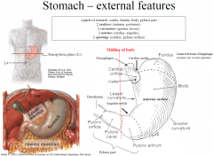 4 parts of stomach: cardia, fundus, body, pyloric part
2 surfaces (anterior, posterior),
2 curvatures (greater, lesser),
2 notches (cardiac, angular),
2 openings (cardiac, pyloric orifice)