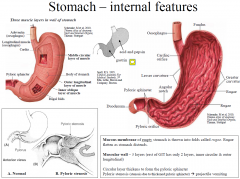 Mucous membrane of empty stomach is thrown into folds called rugae. Rugae flatten as stomach distends.
Muscular wall – 3 layers (rest of GIT has only 2 layers, inner circular & outer longitudinal)
Circular layer thickens to form the pyloric sp...