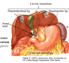 Lesser omentum passes to liver and has two parts: hepatogastric ligament and hepatoduodenal ligament (contains the portal triad)