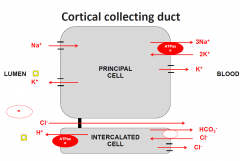 PRINCIPAL CELL
1. Na/K/ATPase
2. Na channel (lumen to cell)
3. -ve INC. in lumen, drives K out of the cell
AND drives Cl- away

INTERCALATED CELL
reabsorbs -ve ions and secretes H+
- H+ loss is increased with aldosterone usage too (counter...