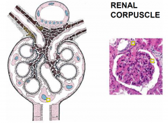 In the kidney, a renal corpuscle is the initial blood-filtering component of a nephron. It consists of two structures: a glomerulus and a Bowman's capsule.

spherical
200 μm diameter
Renal Corpuscle consists of:
Glomerulus = capillary loops
...