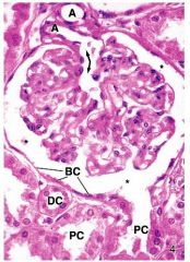 phagocytic
ght-staining cells in the kidney found outside the glomerulus, near the vascular pole and macula densa

? Function secrete;
Erythropoietin
IL-1
PDGF