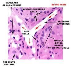 •modified smooth muscle cells of afferent arteriole
•spherical nuclei, cytoplasmic granules contain renin
Endocrine function renin released into bloodstream