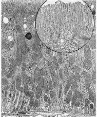 = initial & major site of reabsorption 
cuboidal epithelial cell lining 
Specific modifications For absorption function 
1. Microvilli on apical surface 
2. Junctional complex on lateral surface 
3. Plicae on lateral surface 
4. Basal striat...