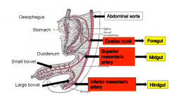 The blood supply, venous drainage and innervation to the gut is delivered from the posterior abdominal wall via the mesentery