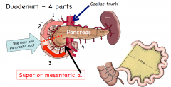 The embryonic foregut ends at the 2nd part of the
duodenum (Ampulla of Varter where the the common bile duct joins the chief pancreatic duct). The midgut starts at 3rd and 4th parts of the duodenum because they are supplied by the superior mesent...