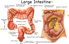 Caecum, appendix, colon (ascending,
transverse, descending, and sigmoid),
rectum, first half of the anal canal

Ascending and descending colon are typically
retroperitoneal.