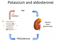 • Adrenal gland – increased plasma K increases
aldosterone secretion from zona glomerulosa
(outer segment of adrenal)
• Kidney – aldosterone increased K secretion at
site 4, causing increased K excretion
• This causes plasma K to fa...
