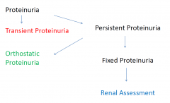 •Quantify proteinuria:
–Microalbuminuria
–Non nephrotic range proteinuria
–Nephrotic range proteinuria
–Nephrotic syndrome
•Examine the urine for other abnormalities
•Assess renal function
•Assess blood pressure