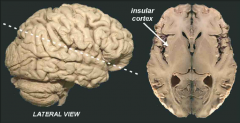 located in the frontal operculum and the adjacent insula
cortex. These regions receive taste information via the ventroposterior medial (VPM) nucleus of the thalamus.