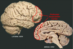L: The prefrontal association cortex encompasses a large region of the fontal lobe immediately anterior to the secondary motor regions.
A: social and cognitive processing and may be responsible for higher order functions such as personality and cognition