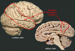 L: large region between the primary
somatosensory and secondary visual cortices and extends to include much of the temporal
lobe. 
A: Given that this region lies in between most of the sensory cortical regions it is in a great position to receive multi
