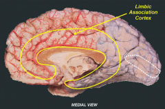 L: encompasses the cingulate gyrus and extends around the corpus callosum to include the parahippocampul gyrus. 
A: Although it is most commonly associated with emotional state changes, it is involved in other functions such as motivation and attention.
