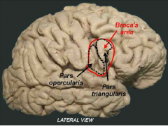 L: lies in the inferior frontal cortex in the regions known as the pars opercularis and pars triangularis. It lies immediately anterior to the region of M1 which
controls the muscle of the upper airway and so in some respects Broca's area acts as a premo