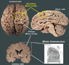 L: postcentral gyrus 
A: receives direct sensory input from the body and head. It receives information from somatic sensations
such as touch, proprioception and pain from the contralateral face and body via the VPL and VPM thalamic nuclei. It is thought