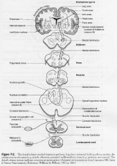 1st ORDER: gracille, cuneate fasciculus, collaterals from spinal reflexes travel and terminate in the gracile and cuneate nuclei in caudal medulla
2nd ORDER: become axons and internal arcuate fibres that decussate & form the ML that terminates in the VPL