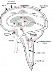 - made @ choroid plexuses of ventricles
- exits @ 4th 
- circualtes subarachnoid space
- enter super sagittal sinus through arachnoid granulations