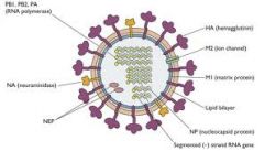 Influenza virus

enveloped virus- outer layer is a lipid membrane taken from host cell in which the virus multiplies.