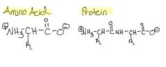 Draw Amino Acids & Protein