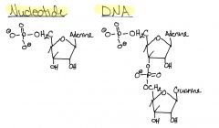 Draw a Nucleotide & DNA