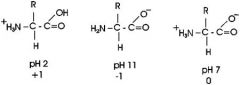 Draw Amino Acid Backbone at pH 2, 7, 11