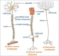 What are neurons?