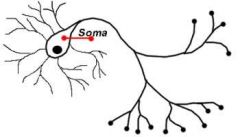 What is the soma?