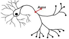 What is an axon?