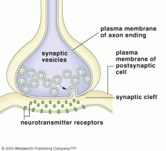 What are synaptic vesicles?