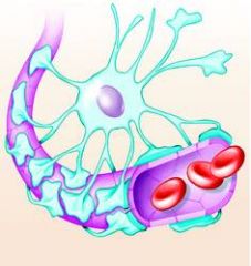 What is the blood-brain barrier?