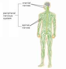 What is the peripheral nervous system?